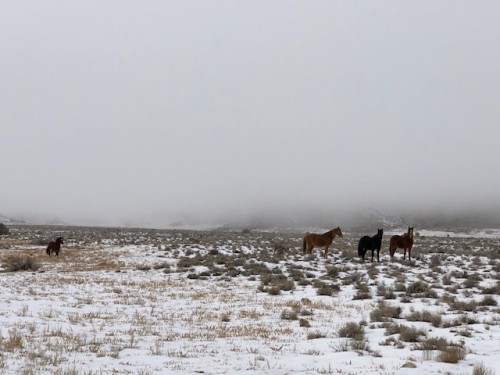 Wild-Horses.jpg